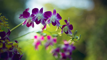 Orchids, Branch, Leaves, Macro, Purple HD wallpaper