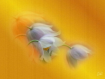 Flores02, white, blancas, weiss, flores, amarillo, gelb, flowers, blumen HD wallpaper