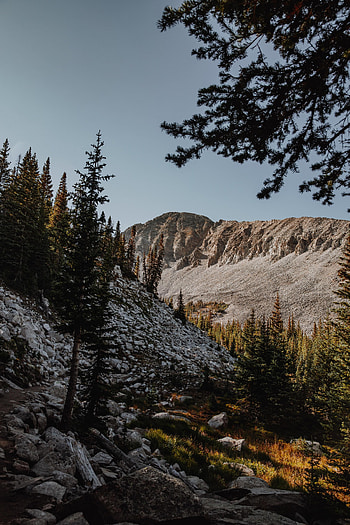 Nature, Trees, Stones, Mountains, Rocks, Fir, Spruce HD phone wallpaper