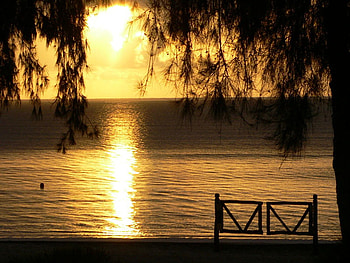 sunset, sea, view, nature, tree HD wallpaper