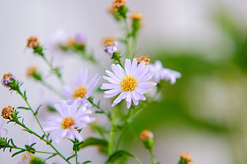 Vibrant daisies in full bloom with a blurred garden backdrop. HD wallpaper