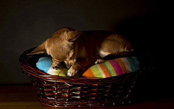 Animals, Dog, House, Chihuahua HD wallpaper