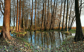 Nature, Trees, Autumn, Reflection HD wallpaper