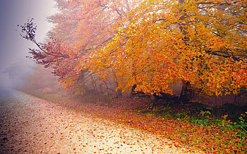 Landscape, Trees, Roads, Autumn, Leaves HD wallpaper