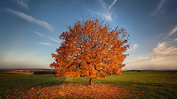 Tree Autumn Field, trees, nature, autumn, field HD wallpaper