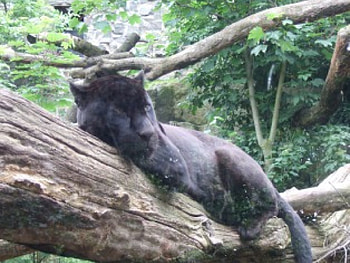 Jaguar, panther HD wallpaper