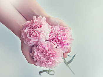 Flowers, Pink, Carnations, Hands HD wallpaper