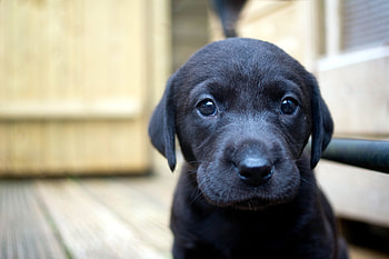 Animals, Dog, Muzzle, Sight, Opinion, Puppy, Labrador HD wallpaper