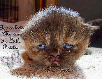 Tears, encouragement, tear, blue, kitten, scripture, white, black, soft, sad, delicate, brown HD wallpaper