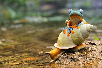 Frog and snail, summer, amphibian, frog, orange, snail, water HD wallpaper