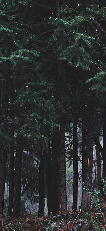Cedar Tree, Black forest , Dark beauty, Captivating scenes HD phone wallpaper