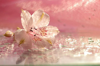 Through the Looking Glass, and What Flower Found There, beautiful, nature, pink blossom, flower HD wallpaper