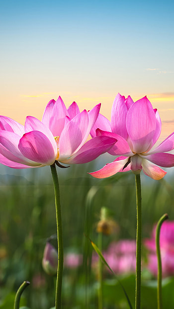 nature, depth of field, pink flower, flower, lotus HD phone wallpaper