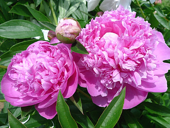 Pink Peonies, peonies, petals, nature, flowers, macro HD wallpaper