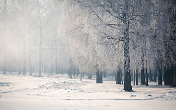 Nature, Fog, Branches, Branch, Hoarfrost, Frost, Cold, Birch HD wallpaper