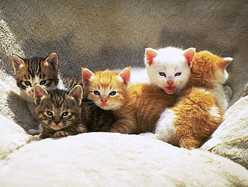 Babu , sweet, babies, cute, litter, kittens, five HD wallpaper