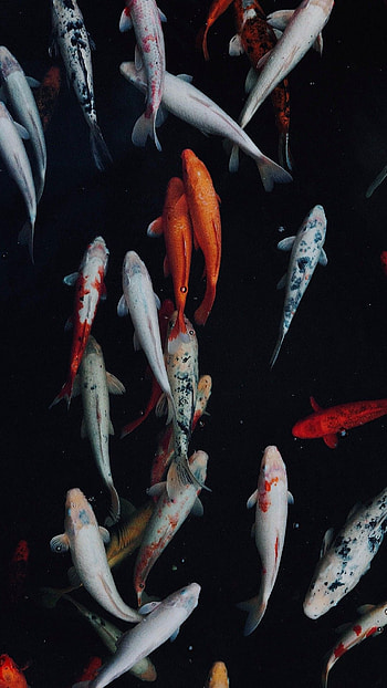Koi fish, Koi , Fish , Aquatic beauty HD phone wallpaper