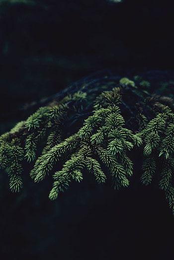Needle, Dark, Branch, Fir HD phone wallpaper