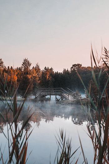 Nature, Trees, Lake, Fog, Bridge HD phone wallpaper