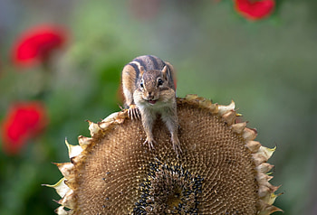 Chipmunk, animal, tail, squirrel HD wallpaper