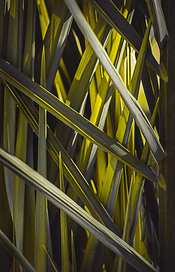 Grass, Leaves, Macro HD phone wallpaper