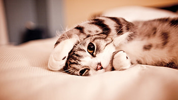 Animals, Cats HD wallpaper