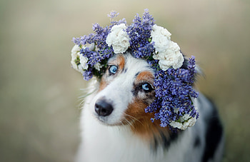 Am I pretty?, dog, blue, summer, australian shepherd, flower, caine, wreath, vara HD wallpaper