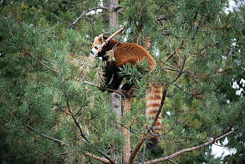 Animals, Wood, Tree, Brown, Wildlife, Animal, Red Panda HD wallpaper