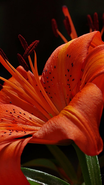 Earth lily, Nature's beauty, Earthy tones, Nature HD phone wallpaper