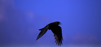 Animals, Sky, Bird, Raven, Fly, To Fly HD wallpaper