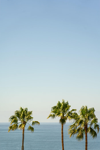 Nature, Sky, Sea, Palms, Horizon HD phone wallpaper
