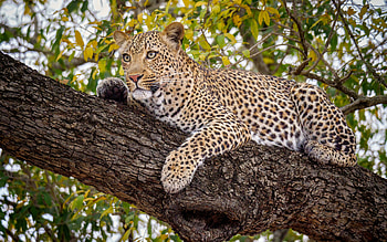 Leopard, animal, cat, tree HD wallpaper
