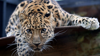 Animals, Leopards HD wallpaper