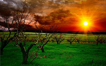 Sunset, rays, colorful, sunlight, red sky, colors, sunbeams, peaceful, red sunset, beauty, trees, amazing, sun, landscape, beautiful, grass, tree, sunrays, field, green, view, clouds, nature, sky, lovely, splendor HD wallpaper