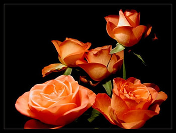 rose art, rose, flowers, orange, 3d HD wallpaper
