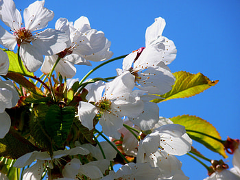 Flowers, Cherry, Wood, Tree, Bloom, Flowering, Spring HD wallpaper