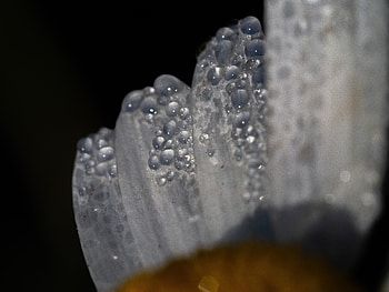 Macro, daisy, white, drops HD wallpaper