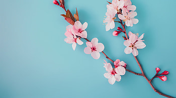 Serene Cherry Blossom Branch, spring, cherry blossom HD wallpaper