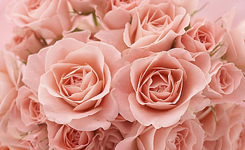 Flowers, Roses, Bouquet, Buds, Tea, Tea Rooms HD wallpaper