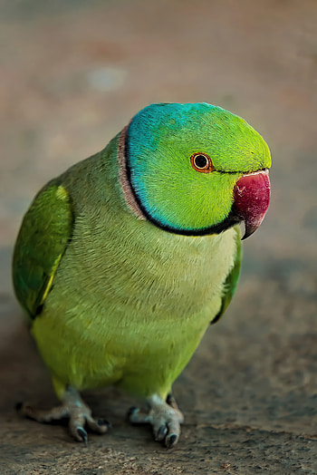 Indian Parrot, feather, beak, bird HD phone wallpaper