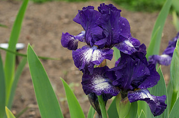 Flowers, Drops, Flower Bed, Flowerbed, Irises, Sharpness HD wallpaper