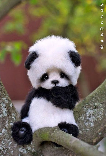 Baby Panda, Cute HD phone wallpaper