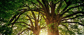 Prehistoric trees, botany, healthy, old, brown, prehistoric, green, branches, trees, forest, trunks HD wallpaper