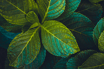Nature, Leaves, Plant, Carved HD wallpaper