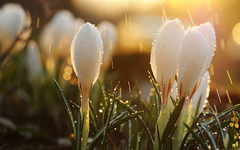 Plants, Flowers HD wallpaper