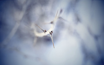 Macro, Blur, Smooth, Branch, Thorn HD wallpaper