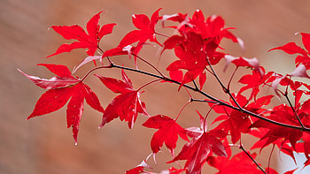 Red Maple Tree Leaves Branches In Blur Background graphy HD wallpaper