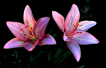 Beautiful Pink Lilies - r, pink, abstract, graphy, r, lilies HD wallpaper