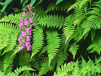 Purple fringed orchid, nature, flowers HD wallpaper