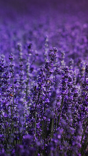 Lavender field, Xperia HD phone wallpaper
